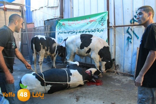 ada7y 116 n1 (51).JPG